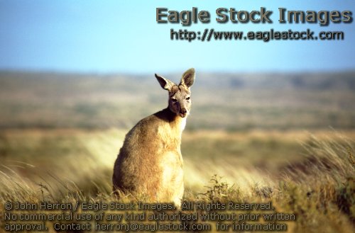 Kangaroo Picture with Australia Outback #kang2237065-23 - Lovely kangaroo photo taken in the West Australian outback.  You can order prints online and have them in just a few days.